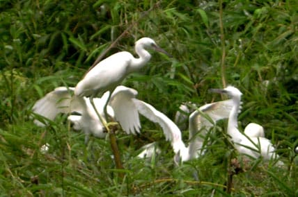 Bac Lieu 1 - BEAUTIFUL BIRDS IN BAC LIEU