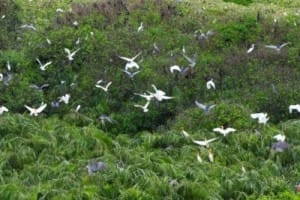 Bac Lieu 300x200 - BEAUTIFUL BIRDS IN BAC LIEU