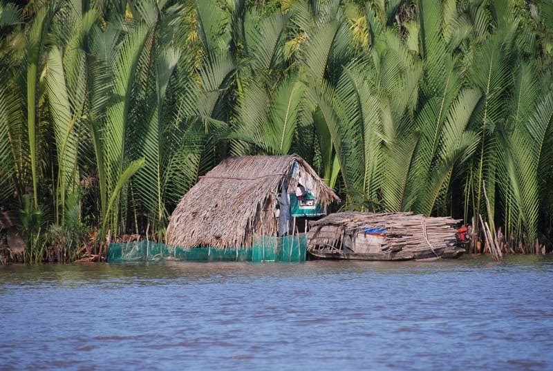 Ben Tre 2 - BEN TRE - COCONUT PALMS