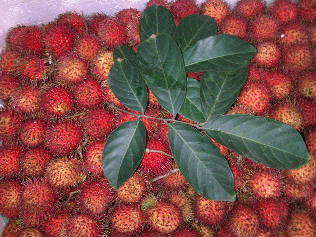 Chom Chom - MY THO FRUIT MARKET