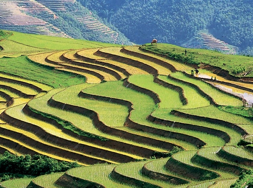 Terraced Fields in Sapa - Lao Cai