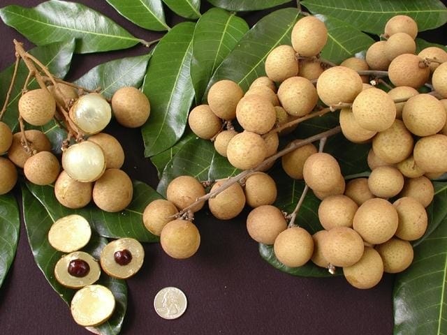 longan in my tho - MY THO FRUIT MARKET