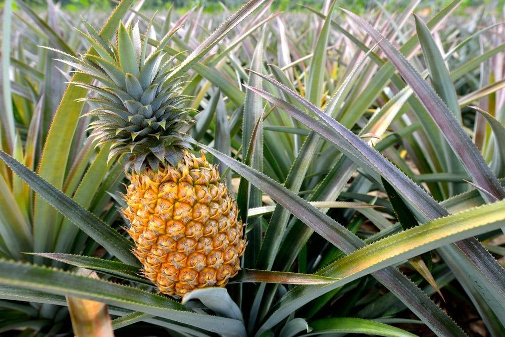 pineapple - MY THO FRUIT MARKET