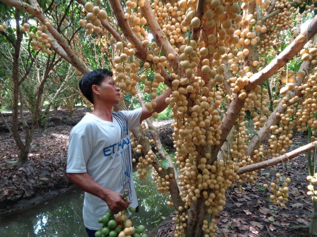 Hau Giang Fruits 1024x768 - HAU GIANG PROVINCE