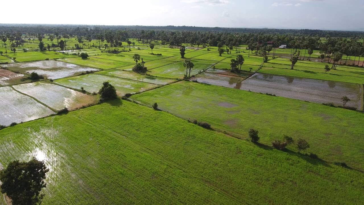 Cambodia Rice Fields - Discover the Hidden Charms of Cambodia&rsquo;s Countryside on a Motorcycle Tour