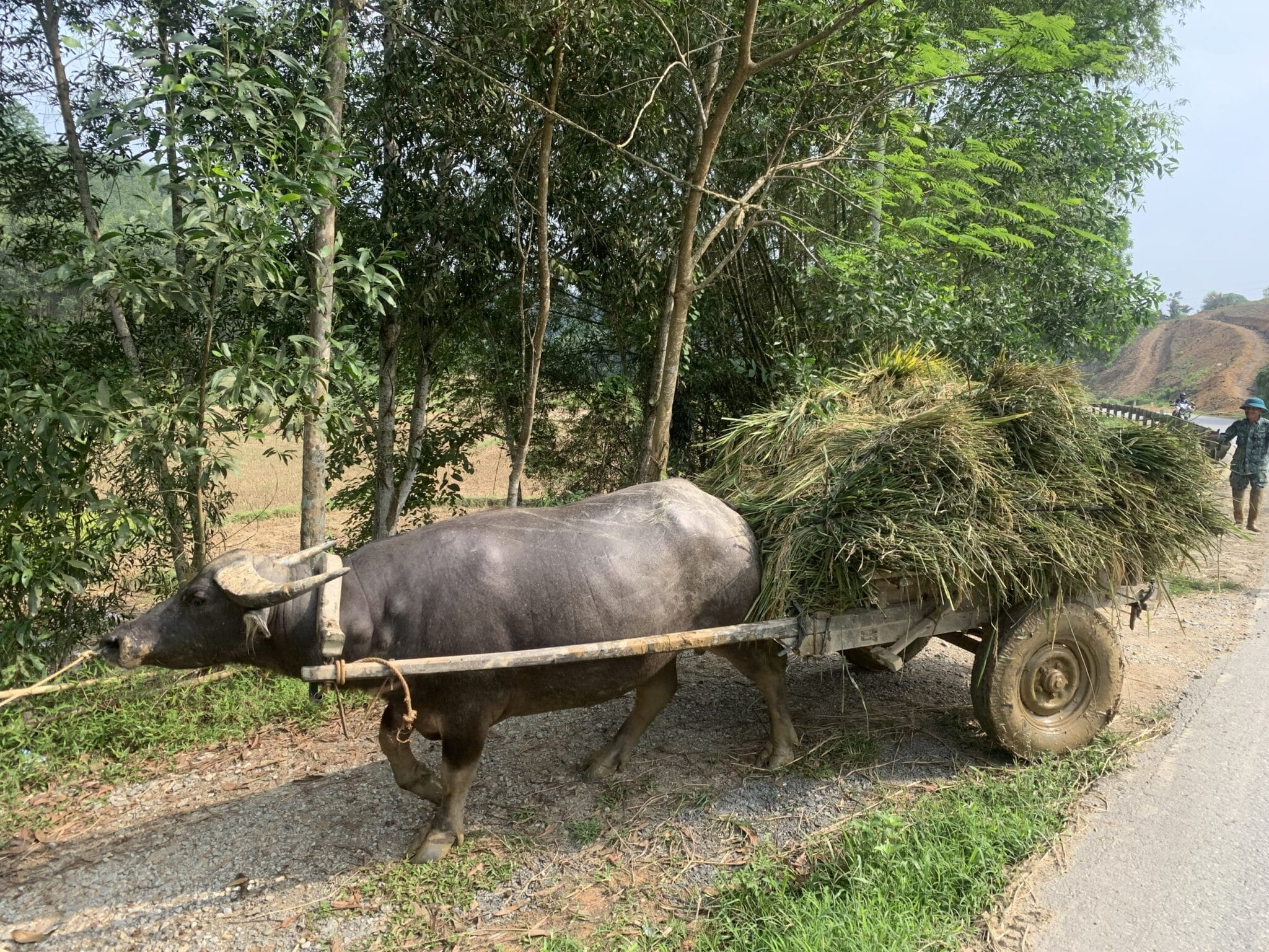 z5443432328254 96d3a5fe33038a0e99d181253b92f0be 1 - LEGENDARY VIETNAM MOTORBIKE TOUR FROM HANOI TO HOI AN - 6 DAYS